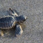 Best 100 Names For Turtles