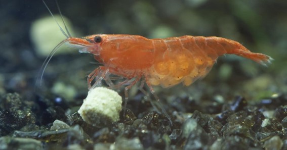 What Do Shrimp Eat? Top 6 Foods To Feed Shrimp