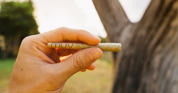 Is It Beneficial to Purchase Cannabis Pre-Rolls?