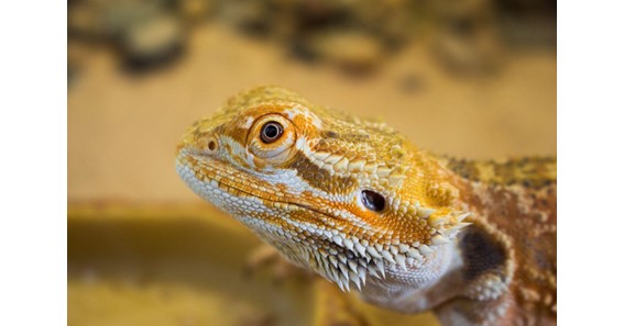 Do Bearded Dragons Like Being Petted