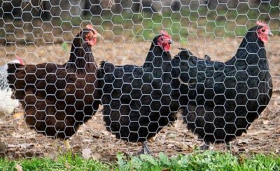 The Benefits of Using Chicken Wire for Your Chicken Fencing Needs