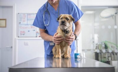 The importance of routine vaccinations in pet insurance