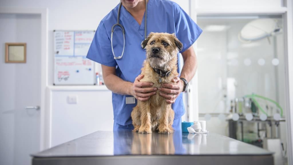 The importance of routine vaccinations in pet insurance